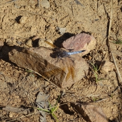 Orthetrum caledonicum (Blue Skimmer) at Callum Brae - 20 Jan 2023 by Mike