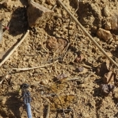 Orthetrum caledonicum at Jerrabomberra, ACT - 20 Jan 2023