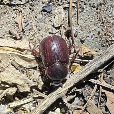Adoryphorus coulonii (Redheaded pasture cockchafer) at Lyneham, ACT - 21 Jan 2023 by HelenWay