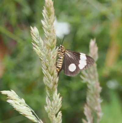 Nyctemera amicus (Senecio Moth, Magpie Moth, Cineraria Moth) at Cotter River, ACT - 21 Jan 2023 by RAllen