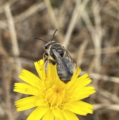 Lasioglossum (Chilalictus) sp. (genus & subgenus) (Halictid bee) at Holder Wetlands - 18 Jan 2023 by AJB