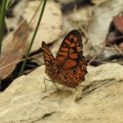 Geitoneura acantha (Ringed Xenica) at Wingecarribee Local Government Area - 16 Jan 2023 by GlossyGal