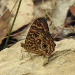 Geitoneura acantha at Mittagong, NSW - 16 Jan 2023