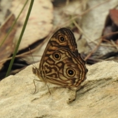 Geitoneura acantha at Mittagong, NSW - 16 Jan 2023 12:49 PM