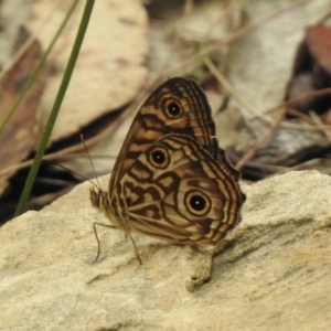 Geitoneura acantha at Mittagong, NSW - 16 Jan 2023