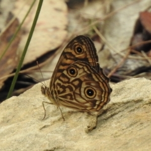 Geitoneura acantha at Mittagong, NSW - 16 Jan 2023 12:49 PM
