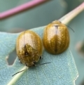 Paropsisterna cloelia at Holder, ACT - 18 Jan 2023