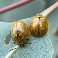 Paropsisterna cloelia (Eucalyptus variegated beetle) at Holder, ACT - 18 Jan 2023 by AJB