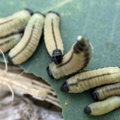 Paropsisterna cloelia (Eucalyptus variegated beetle) at Holder Wetlands - 18 Jan 2023 by AJB