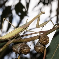 Archimantis latistyla (Stick Mantis, Large Brown Mantis) at Macgregor, ACT - 24 Jan 2023 by Roger