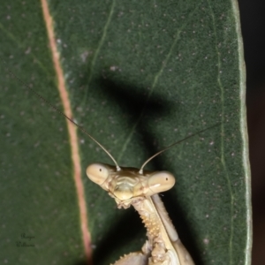 Archimantis latistyla at Macgregor, ACT - 24 Jan 2023 03:30 PM