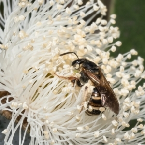 Lasioglossum (Chilalictus) bicingulatum at Macgregor, ACT - 24 Jan 2023