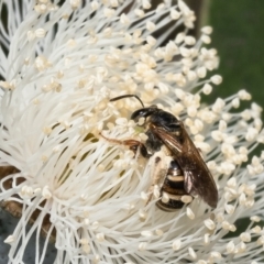 Lasioglossum (Chilalictus) bicingulatum (Halictid Bee) at Macgregor, ACT - 24 Jan 2023 by Roger