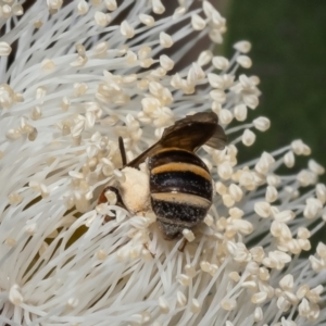 Lasioglossum (Chilalictus) bicingulatum at Macgregor, ACT - 24 Jan 2023