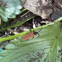 Porrostoma sp. (genus) (Lycid, Net-winged beetle) at Lyneham, ACT - 21 Jan 2023 by HelenWay