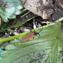 Porrostoma sp. (genus) (Lycid, Net-winged beetle) at Lyneham, ACT - 20 Jan 2023 by HelenWay