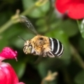 Amegilla (Zonamegilla) asserta at Macgregor, ACT - 23 Jan 2023