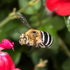 Amegilla (Zonamegilla) asserta (Blue Banded Bee) at Macgregor, ACT - 23 Jan 2023 by Roger