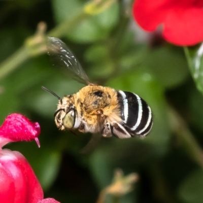 Amegilla (Zonamegilla) asserta (Blue Banded Bee) at Macgregor, ACT - 24 Jan 2023 by Roger