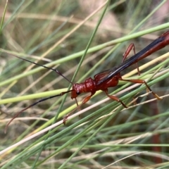 Macrones sp. (genus) (A wasp mimicking longhorn beetle) at Cotter River, ACT - 22 Jan 2023 by AJB