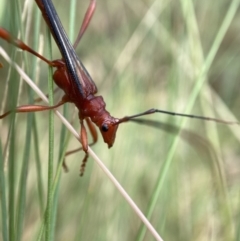 Macrones sp. (genus) at Cotter River, ACT - 23 Jan 2023