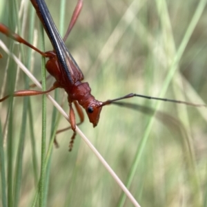 Macrones sp. (genus) at Cotter River, ACT - 23 Jan 2023