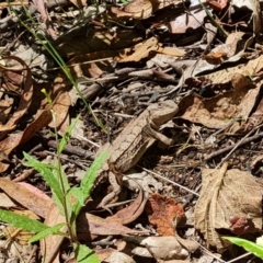 Rankinia diemensis (Mountain Dragon) at Tidbinbilla Nature Reserve - 24 Jan 2023 by Mike