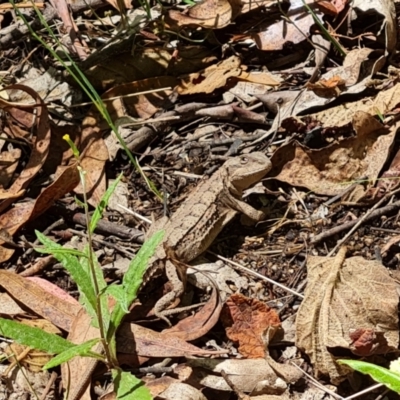 Rankinia diemensis (Mountain Dragon) at Paddys River, ACT - 24 Jan 2023 by Mike