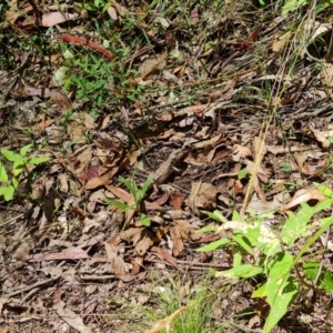 Rankinia diemensis at Paddys River, ACT - 24 Jan 2023 11:48 AM