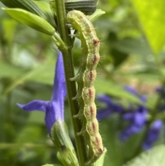 Helicoverpa (genus) (A bollworm) at Lyneham, ACT - 23 Jan 2023 by HelenWay