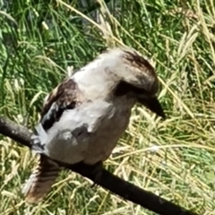 Dacelo novaeguineae (Laughing Kookaburra) at Tidbinbilla Nature Reserve - 24 Jan 2023 by Mike