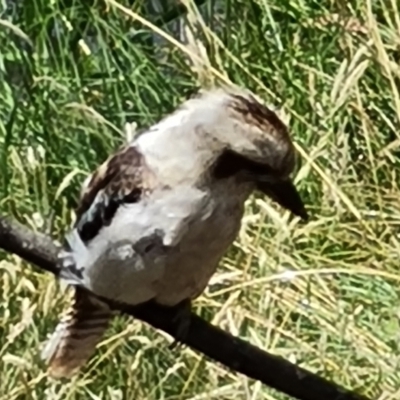 Dacelo novaeguineae (Laughing Kookaburra) at Paddys River, ACT - 24 Jan 2023 by Mike