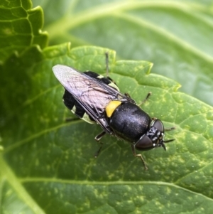 Odontomyia hunteri at Holder, ACT - suppressed