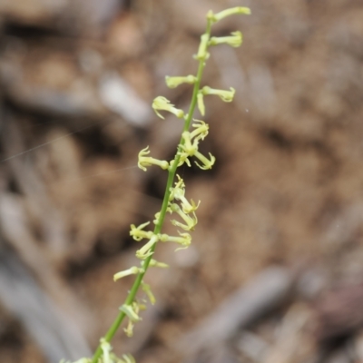 Stackhousia viminea (Slender Stackhousia) at Cotter River, ACT - 21 Jan 2023 by RAllen