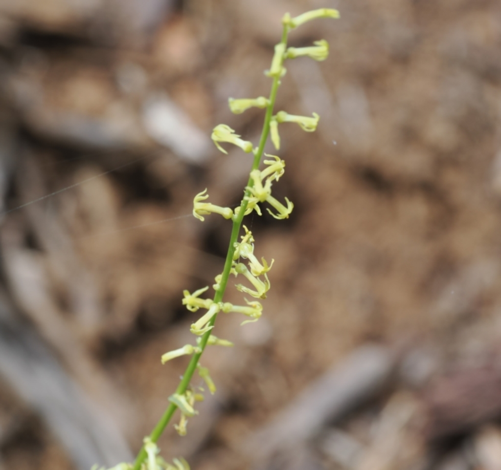 Stackhousia viminea at Cotter River, ACT - 21 Jan 2023