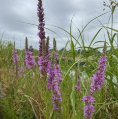 Lythrum salicaria (Purple Loosestrife) at Holder, ACT - 19 Jan 2023 by AJB