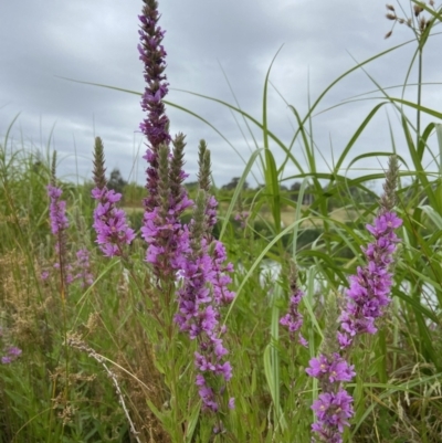 Lythrum salicaria (Purple Loosestrife) at Holder, ACT - 18 Jan 2023 by AJB