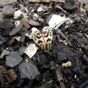 Ardices curvata at Charleys Forest, NSW - 20 Jan 2023