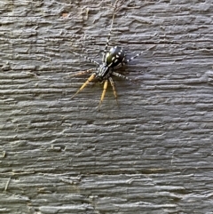 Nyssus coloripes (Spotted Ground Swift Spider) at Lyneham, ACT - 17 Nov 2022 by HelenWay