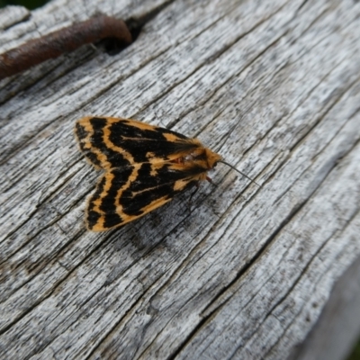 Ardices curvata (Crimson Tiger Moth) at Charleys Forest, NSW - 6 Nov 2021 by arjay