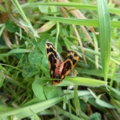 Ardices curvata (Crimson Tiger Moth) at QPRC LGA - 6 Nov 2021 by arjay