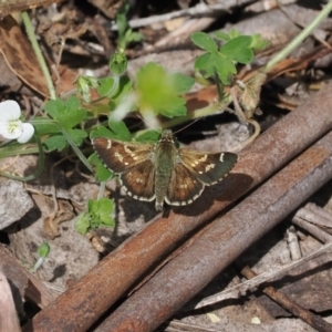 Pasma tasmanica at Cotter River, ACT - 21 Jan 2023 04:39 PM