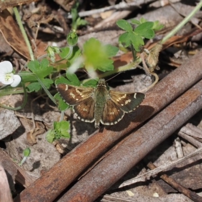 Pasma tasmanica (Two-spotted Grass-skipper) at Namadgi National Park - 21 Jan 2023 by RAllen