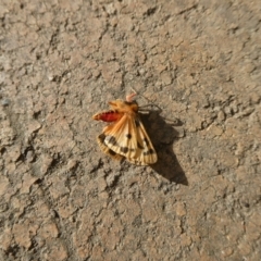 Ardices curvata (Crimson Tiger Moth) at QPRC LGA - 25 Jan 2021 by arjay