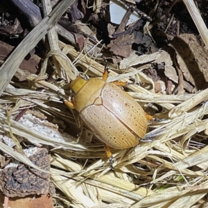 Anoplognathus pallidicollis at Lyneham, ACT - suppressed