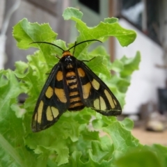 Amata (genus) (Handmaiden Moth) at Charleys Forest, NSW - 3 Jan 2021 by arjay