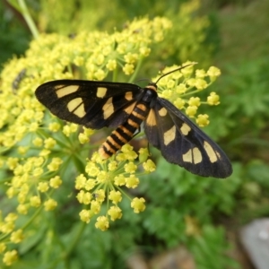 Amata (genus) at Charleys Forest, NSW - 4 Jan 2021