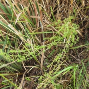 Asperula conferta at Molonglo Valley, ACT - 24 Jan 2023