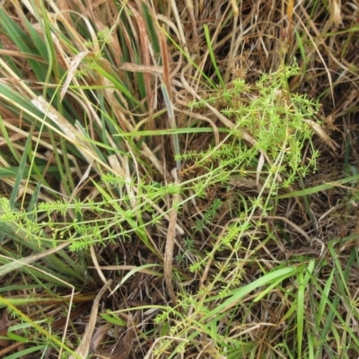 Galium gaudichaudii (Rough Bedstraw) at Molonglo Valley, ACT - 23 Jan 2023 by sangio7