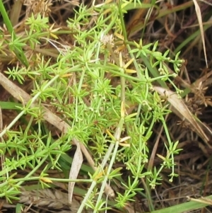 Asperula conferta at Molonglo Valley, ACT - 24 Jan 2023